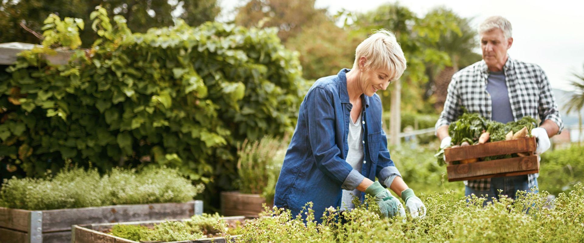 Couple harvesting produce in garden