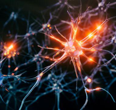 Neurons