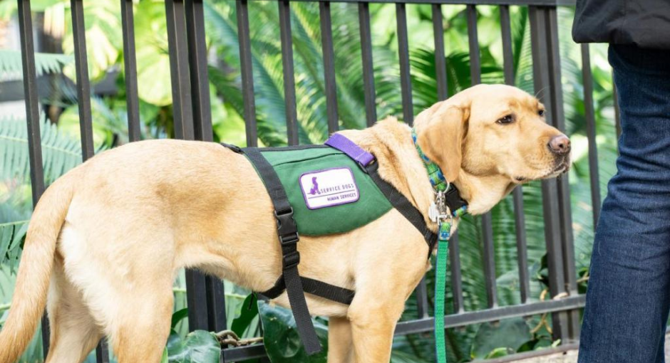 Service dog